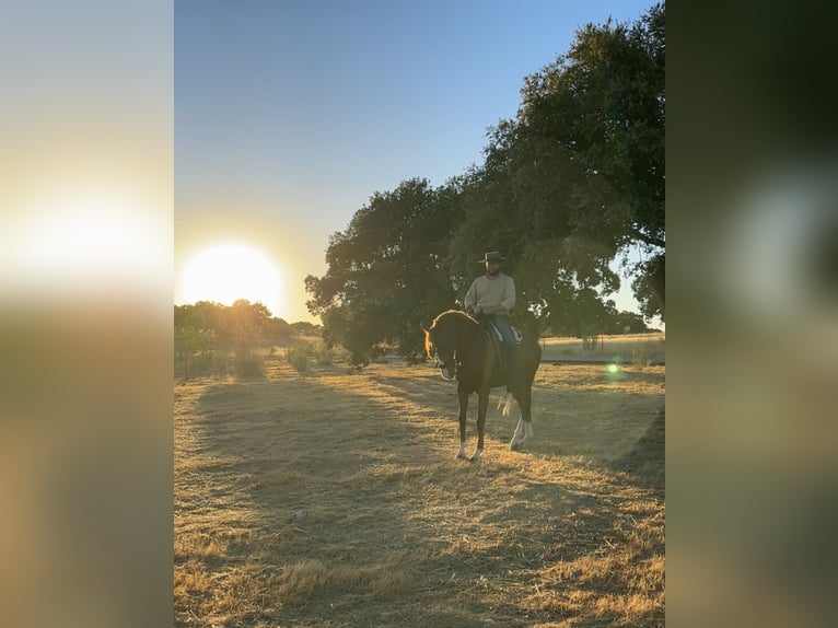 Ispano-Arabo Castrone 5 Anni 166 cm Sauro in Ciudad Real