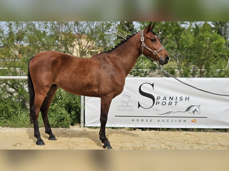Ispano-Arabo Castrone 6 Anni 146 cm Baio in Jerez De La Frontera