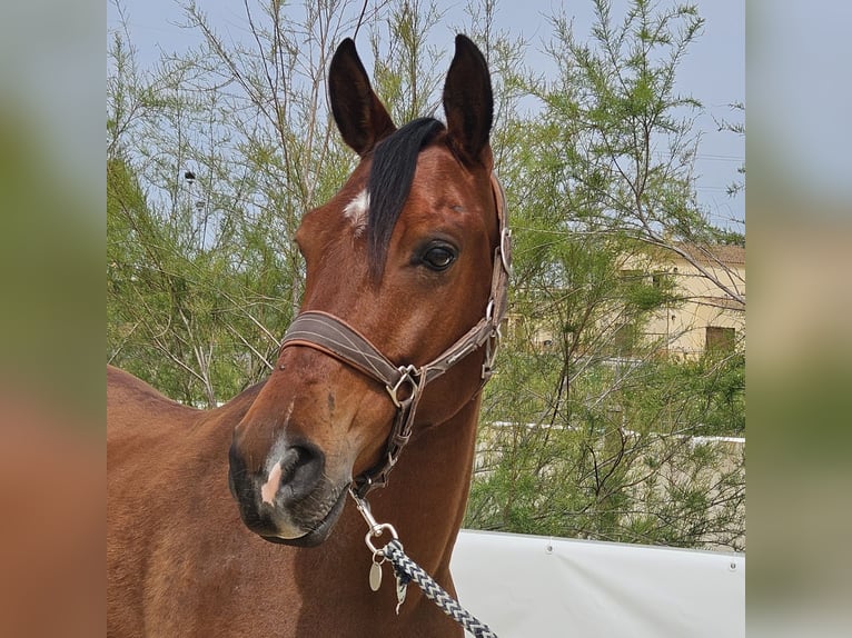 Ispano-Arabo Castrone 6 Anni 146 cm Baio in Jerez De La Frontera