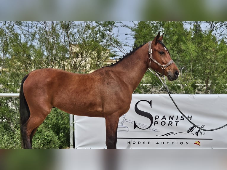 Ispano-Arabo Castrone 6 Anni 146 cm Baio in Jerez De La Frontera