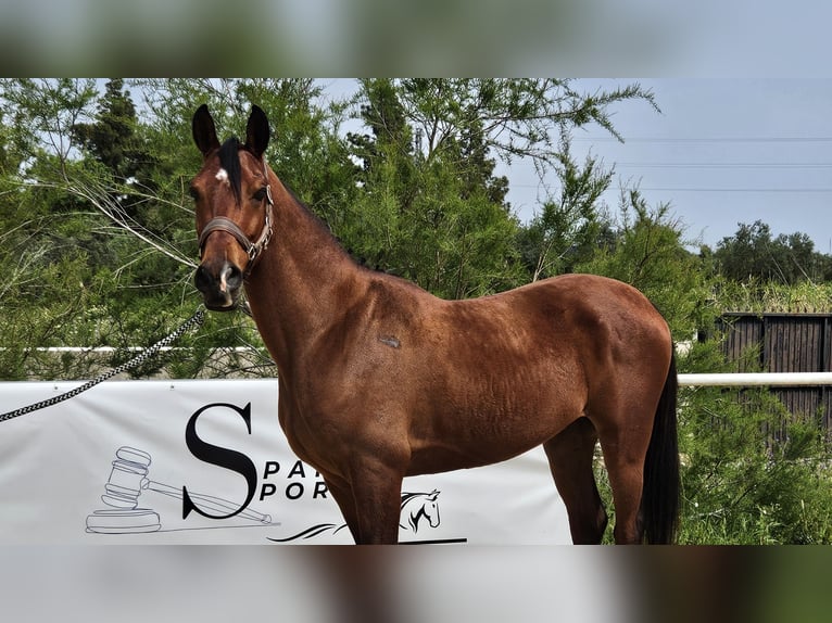 Ispano-Arabo Castrone 6 Anni 146 cm Baio in Jerez De La Frontera