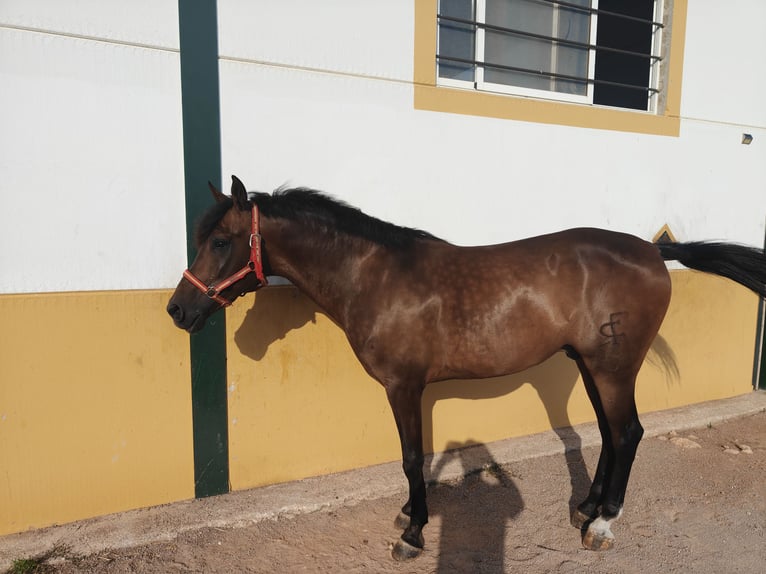 Ispano-Arabo Castrone 6 Anni 160 cm Baio in Almansa