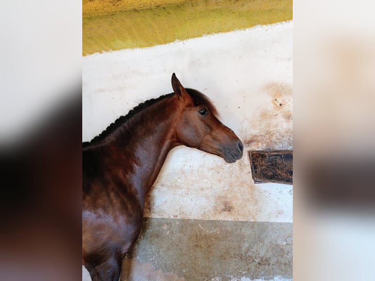 Ispano-Arabo Castrone 6 Anni 160 cm Baio in Almansa