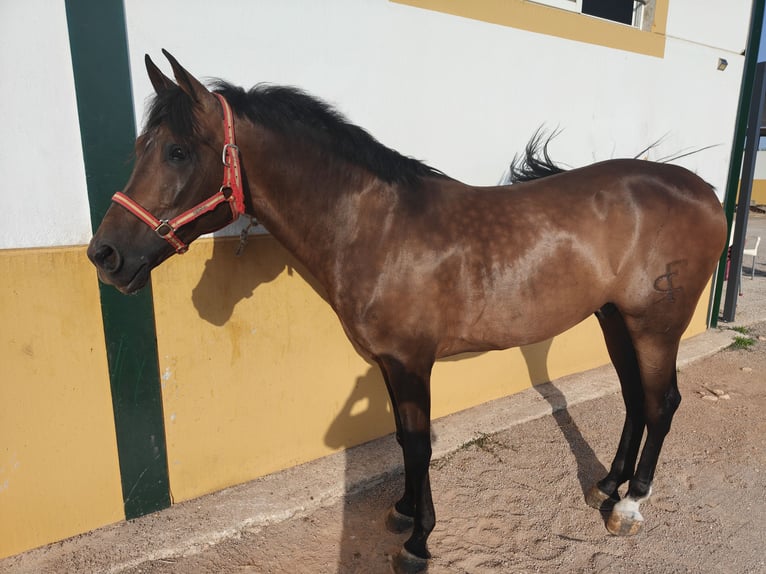 Ispano-Arabo Castrone 6 Anni 160 cm Baio in Almansa