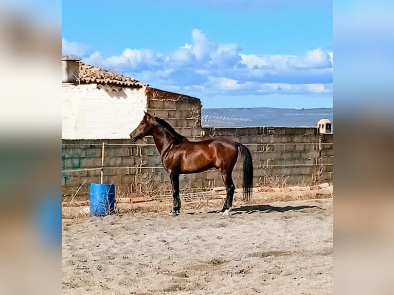 Ispano-Arabo Castrone 6 Anni 160 cm Baio in Almansa