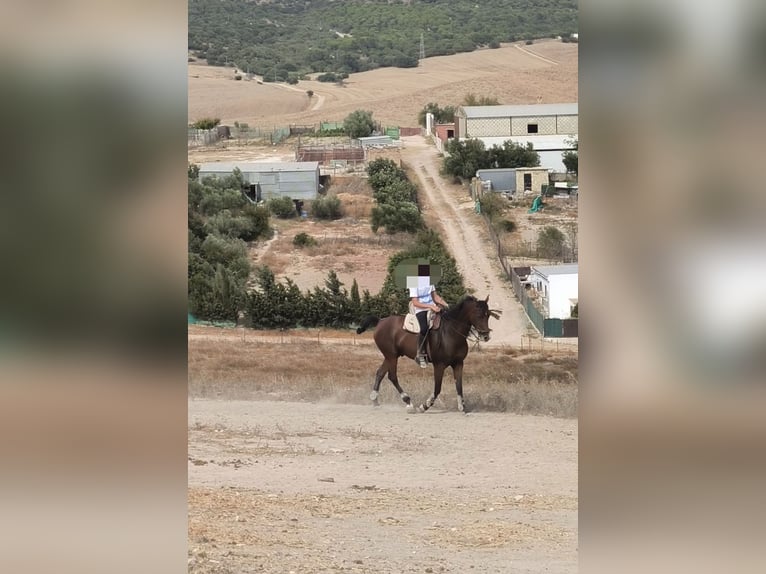 Ispano-Arabo Castrone 6 Anni 160 cm Baio in Paterna De Rivera