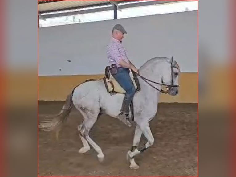 Ispano-Arabo Castrone 6 Anni 161 cm Grigio in Chiclana de la Frontera