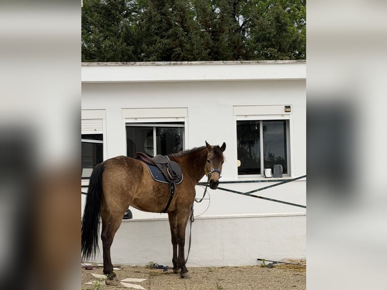 Ispano-Arabo Mix Castrone 6 Anni 163 cm Pelle di daino in Chiclana de la Frontera