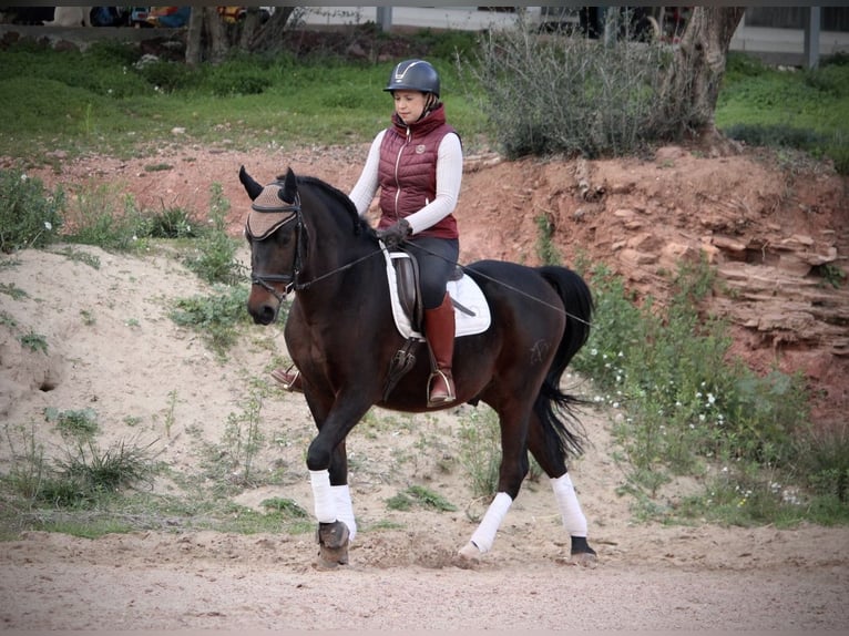 Ispano-Arabo Castrone 7 Anni 161 cm Baio nero in Valencia