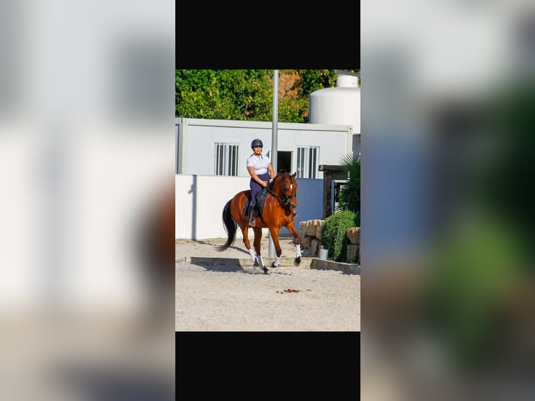 Ispano-Arabo Castrone 7 Anni 163 cm Baio in El Cigarral