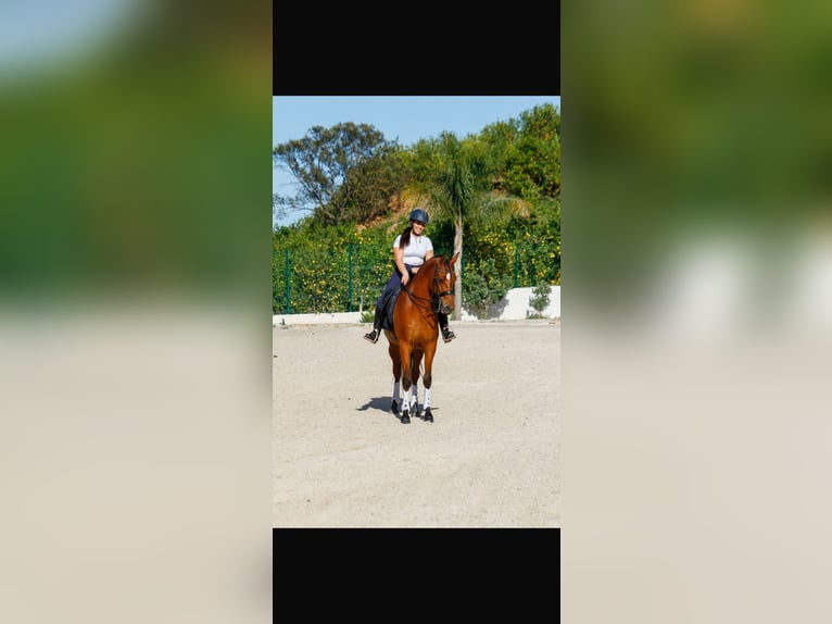 Ispano-Arabo Castrone 7 Anni 163 cm Baio in El Cigarral