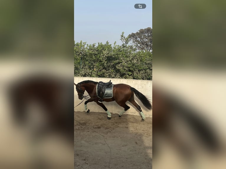 Ispano-Arabo Castrone 7 Anni 165 cm Baio in Alhaurín el Grande
