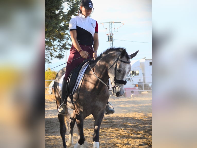 Ispano-Arabo Castrone 8 Anni 145 cm Grigio in Valladolid