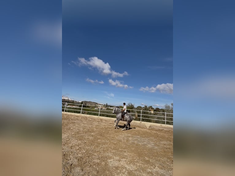Ispano-Arabo Castrone 8 Anni 163 cm Grigio in Arcos de La frontera