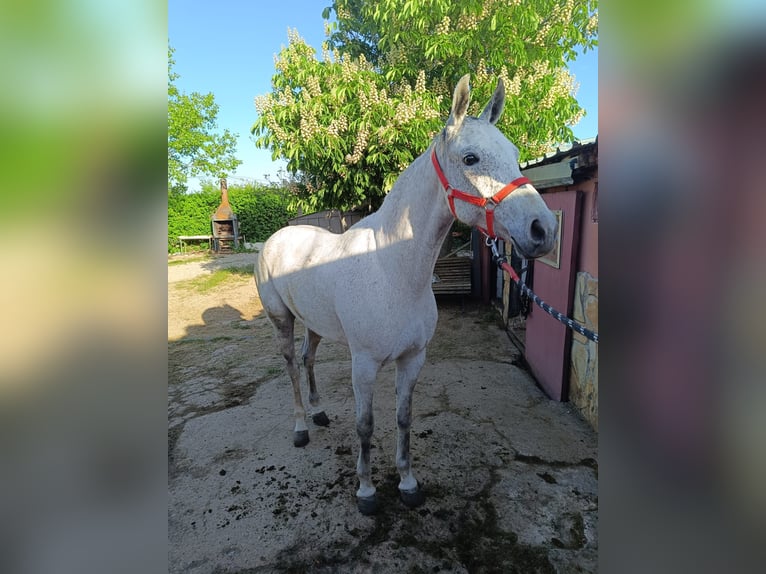 Ispano-Arabo Castrone 8 Anni in Soria