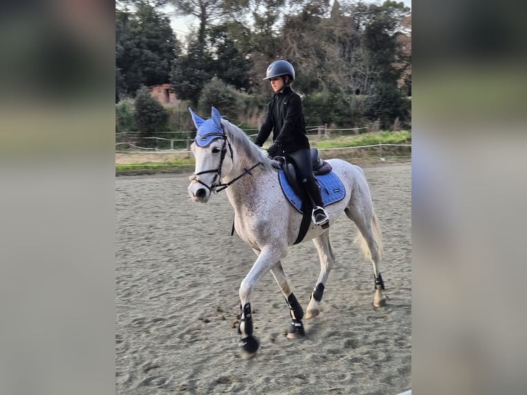 Ispano-Arabo Castrone 9 Anni 162 cm Grigio in Blanes