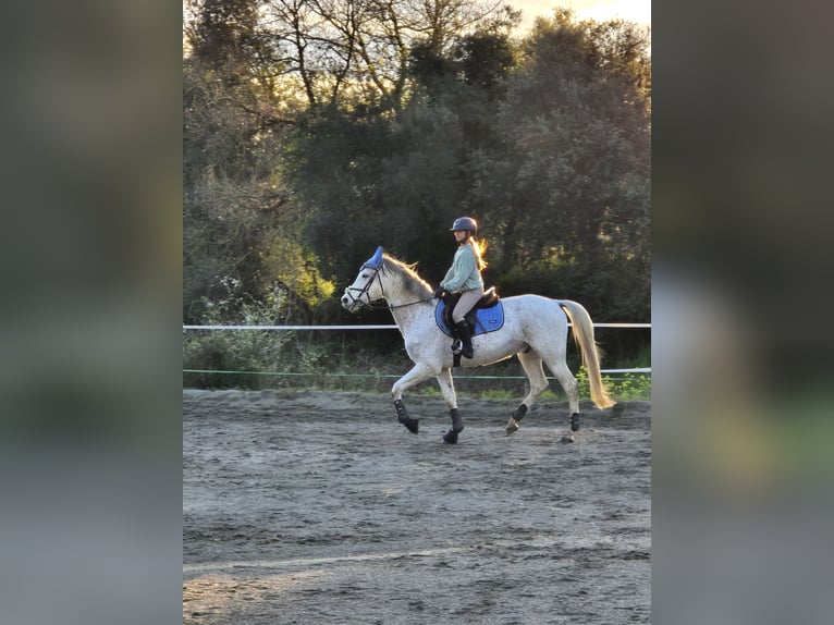 Ispano-Arabo Castrone 9 Anni 162 cm Grigio in Blanes