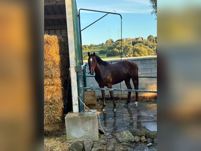 Ispano-Arabo Giumenta 13 Anni 159 cm Baio in San Fernando