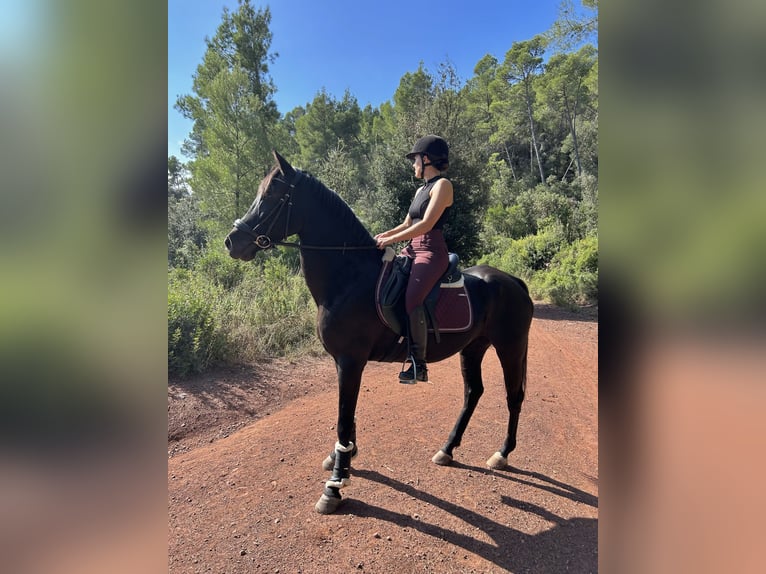 Ispano-Arabo Mix Giumenta 15 Anni 157 cm Morello in Castellar del Valles