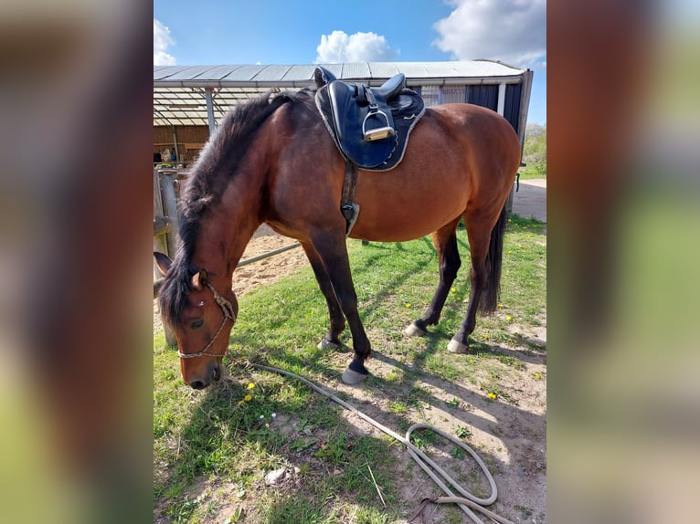 Ispano-Arabo Giumenta 23 Anni 158 cm Baio in Bönebüttel