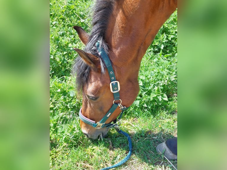Ispano-Arabo Giumenta 23 Anni 158 cm Baio in Bönebüttel