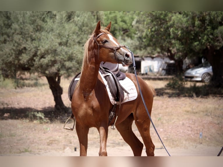 Ispano-Arabo Giumenta 3 Anni 159 cm Sauro in Valencia