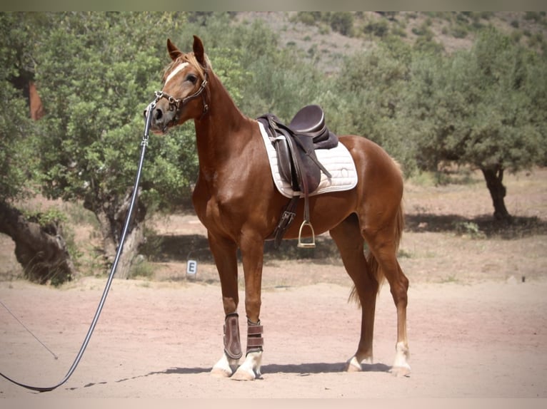 Ispano-Arabo Giumenta 3 Anni 159 cm Sauro in Valencia