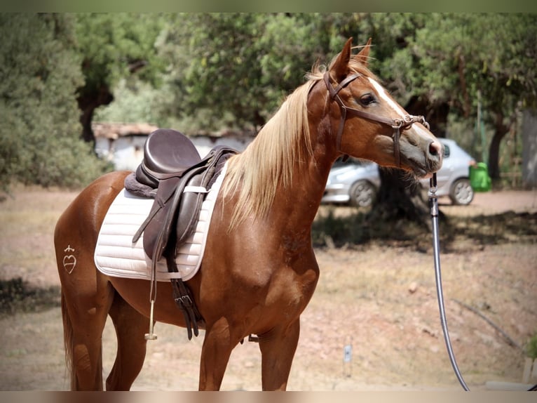 Ispano-Arabo Giumenta 3 Anni 159 cm Sauro in Valencia