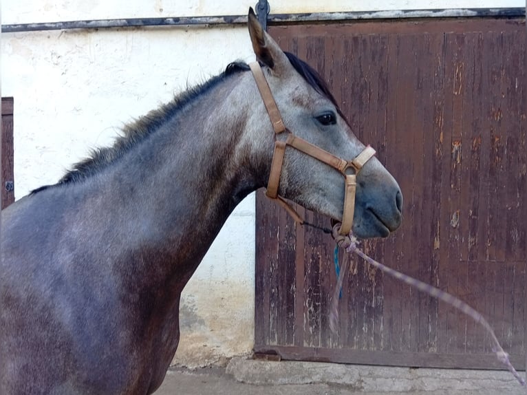 Ispano-Arabo Giumenta 3 Anni 164 cm Grigio in Ormaiztegi