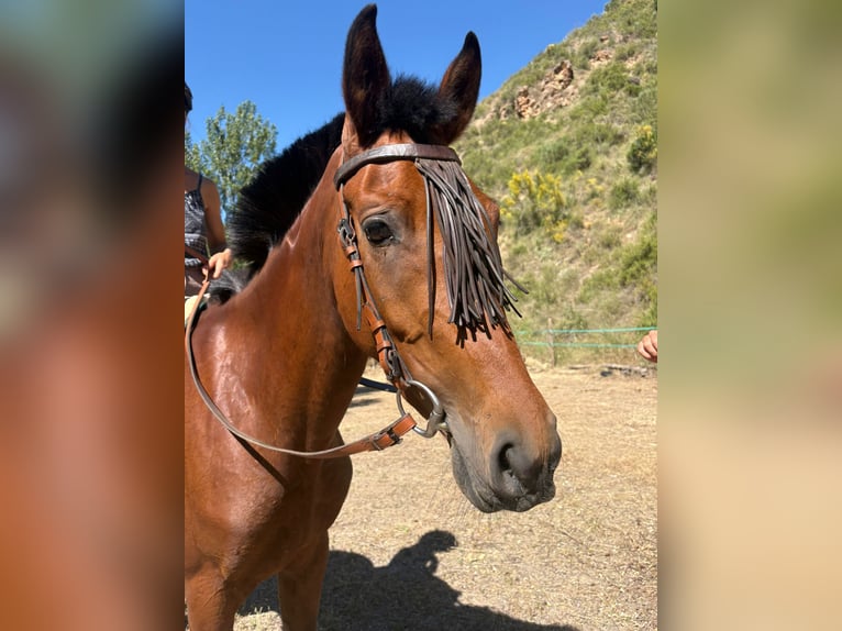 Ispano-Arabo Giumenta 4 Anni 152 cm Baio in Böttigheim