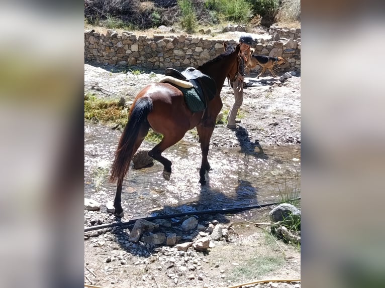 Ispano-Arabo Giumenta 4 Anni 152 cm Baio in Böttigheim