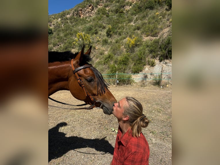 Ispano-Arabo Giumenta 4 Anni 152 cm Baio in Böttigheim