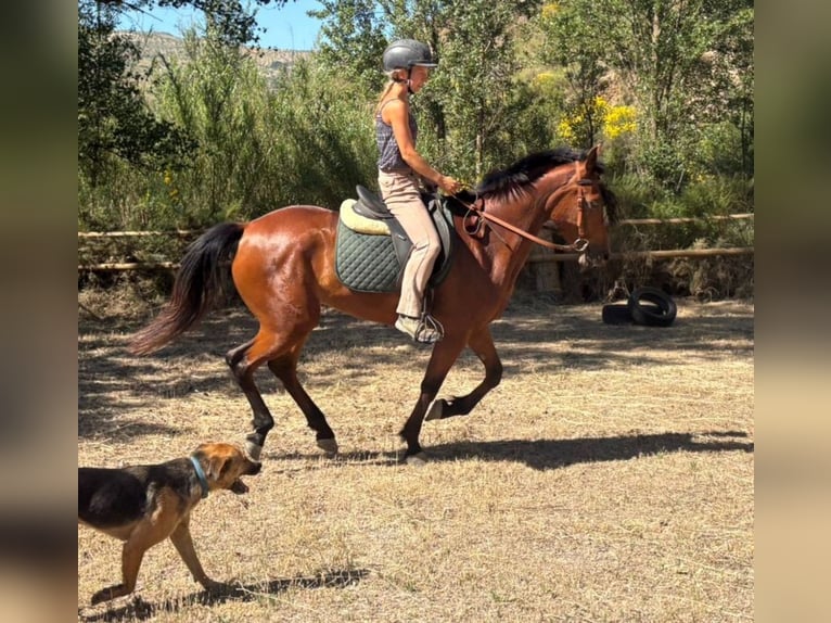 Ispano-Arabo Giumenta 4 Anni 152 cm Baio in Böttigheim