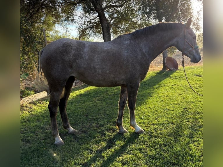Ispano-Arabo Giumenta 4 Anni 157 cm in Chiclana de la Frontera