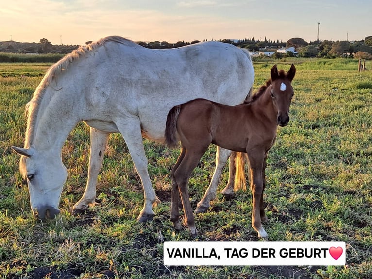 Ispano-Arabo Giumenta 4 Anni 157 cm in Chiclana de la Frontera