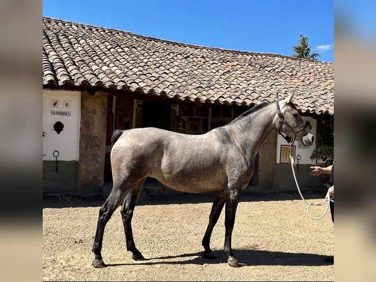 Ispano-Arabo Mix Giumenta 4 Anni 162 cm Grigio in Sancti Spiritus