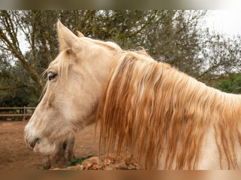Ispano-Arabo Giumenta 5 Anni 152 cm Palomino in Felanitx