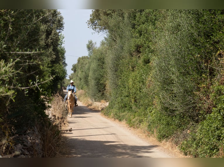 Ispano-Arabo Giumenta 5 Anni 152 cm Palomino in Felanitx