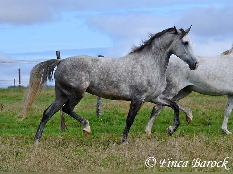 Ispano-Arabo Giumenta 5 Anni 160 cm Grigio in Wiebelsheim