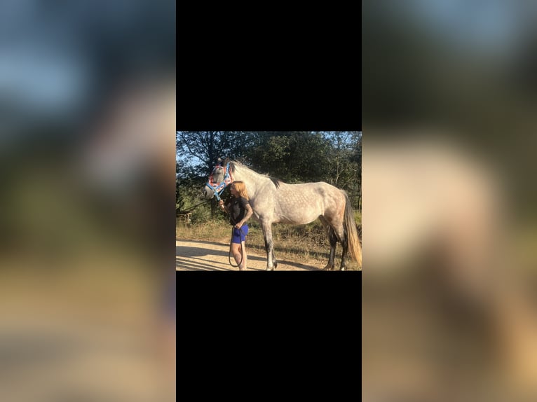 Ispano-Arabo Giumenta 6 Anni 157 cm Grigio in Tordera Ispano-Arabo Giumenta 6 Anni 157 cm Grigio in Tordera