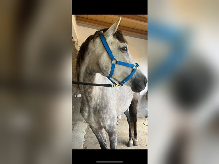 Ispano-Arabo Giumenta 6 Anni 157 cm Grigio in Tordera Ispano-Arabo Giumenta 6 Anni 157 cm Grigio in Tordera