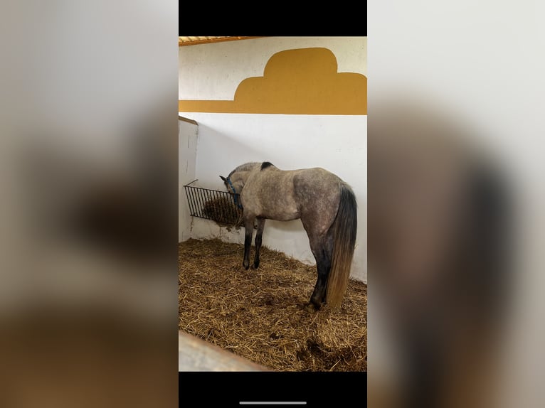 Ispano-Arabo Giumenta 7 Anni 157 cm in Tordera