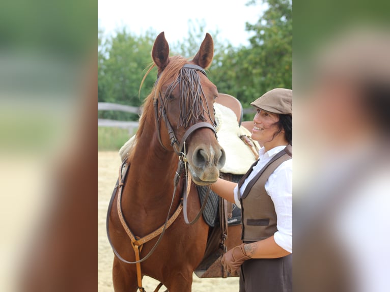 Ispano-Arabo Giumenta 8 Anni 155 cm Sauro in Lutzmannsburg