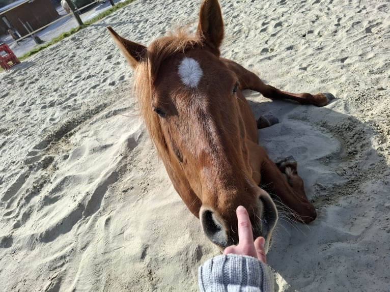 Ispano-Arabo Giumenta 8 Anni 157 cm Sauro in Lindlar
