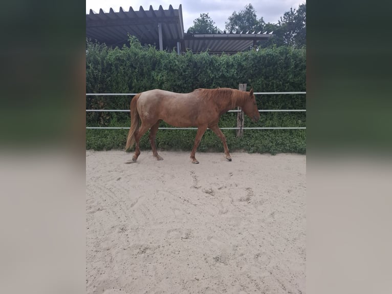 Ispano-Arabo Giumenta 8 Anni 157 cm Sauro in Lindlar