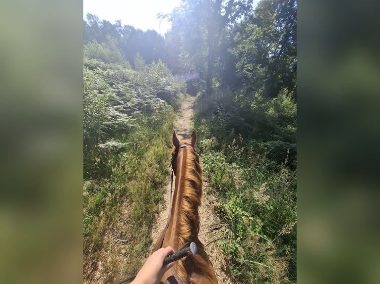Ispano-Arabo Giumenta 8 Anni 157 cm Sauro in Lindlar