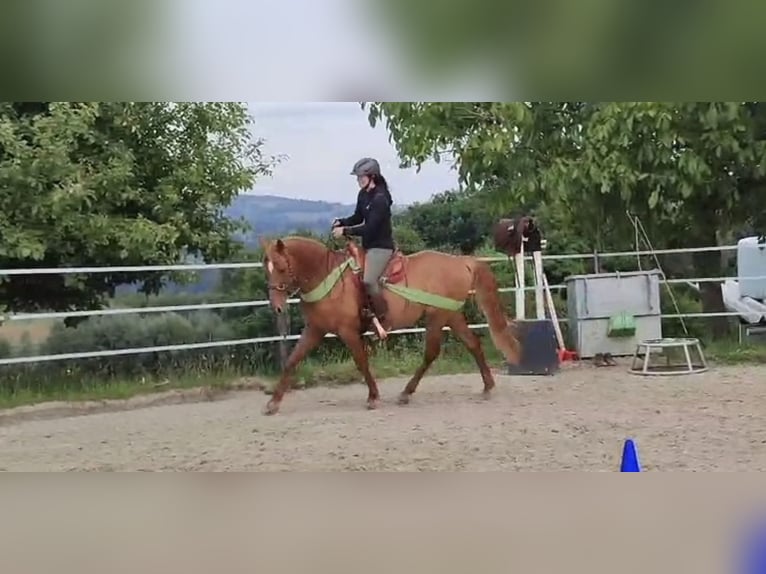 Ispano-Arabo Giumenta 8 Anni 157 cm Sauro in Lindlar