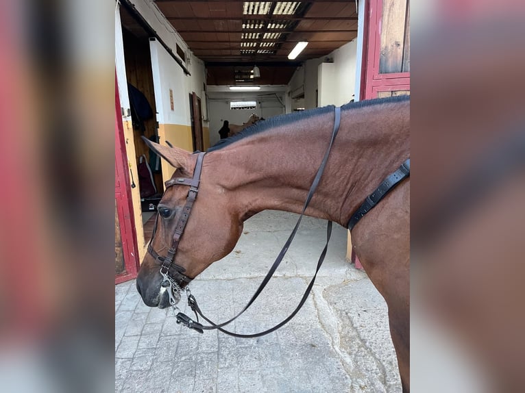 Ispano-Arabo Giumenta 8 Anni 160 cm Baio in Mejorada Del Campo