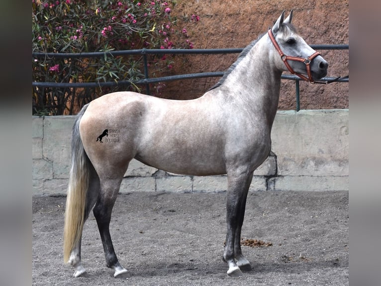 Ispano-Arabo Giumenta 9 Anni 153 cm Grigio in Mallorca