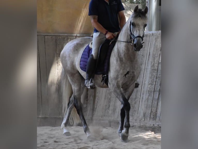 Ispano-Arabo Giumenta 9 Anni 153 cm Grigio in Mallorca